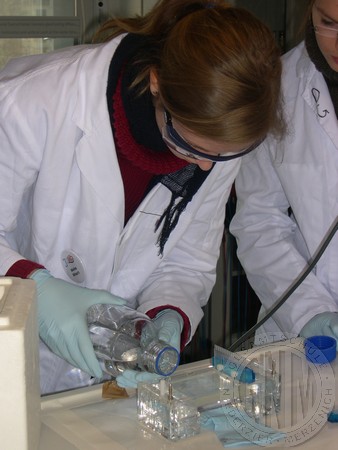 Meike Mösch ist ganz in die Arbeit am Mikroskop vertieft
