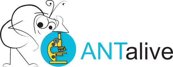 logo antalive transp 560p